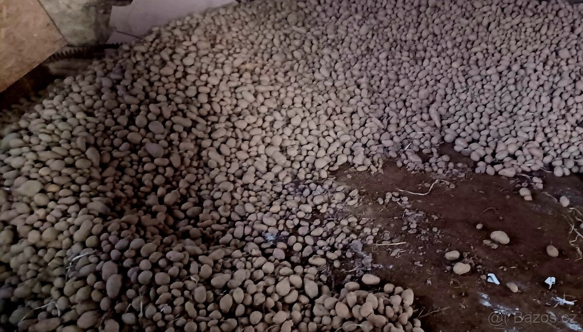 Krmné odpadové brambory