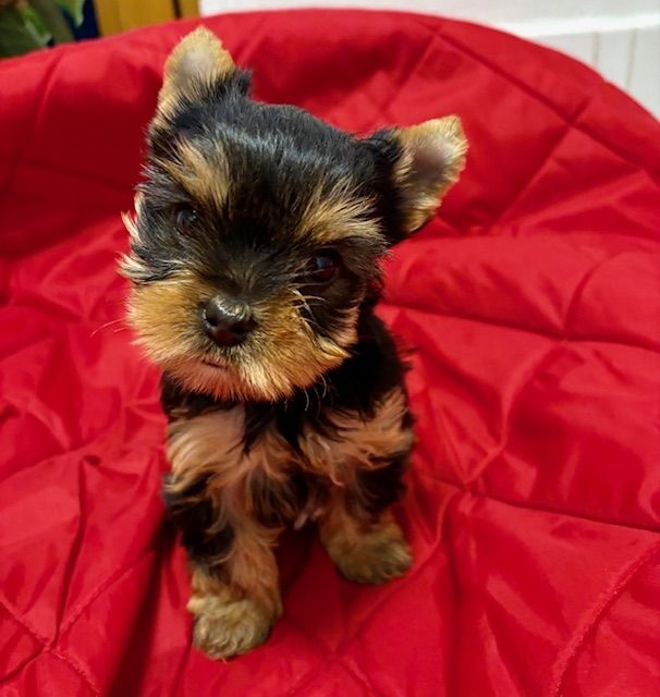 Yorkshirek s PP FCI k výběru a rezervaci