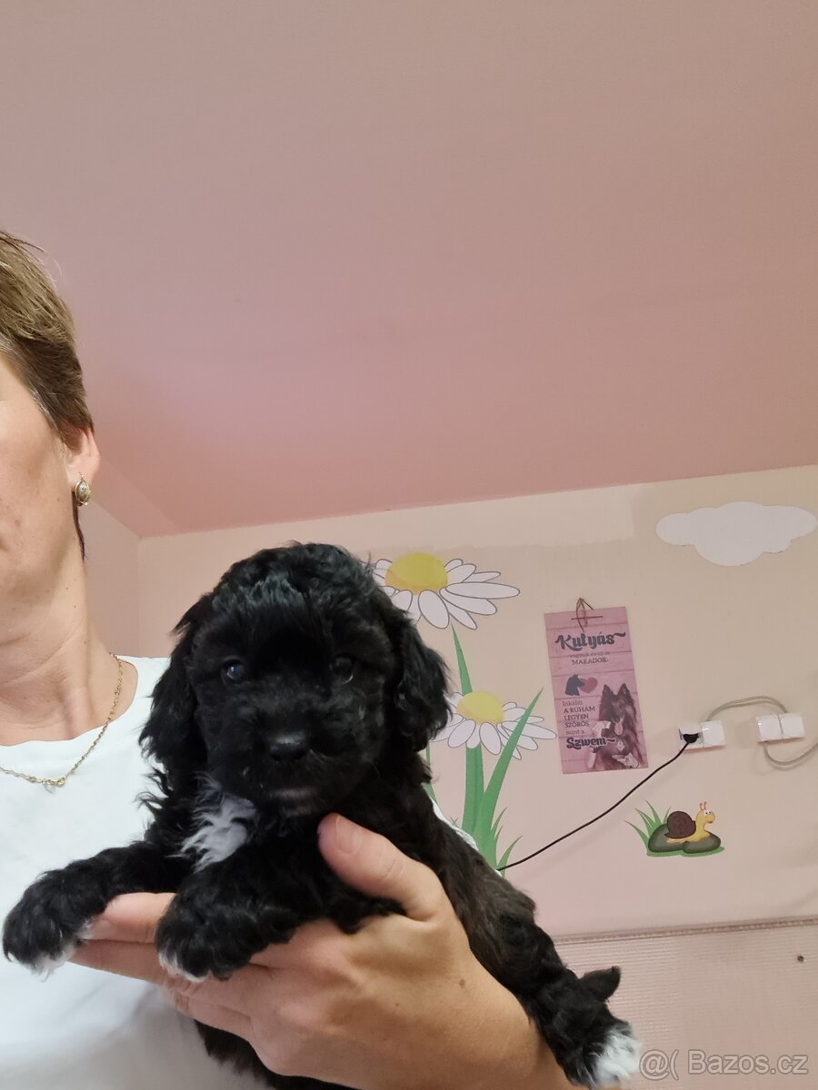 Maltipoo cavapoo Cockapoo pudel