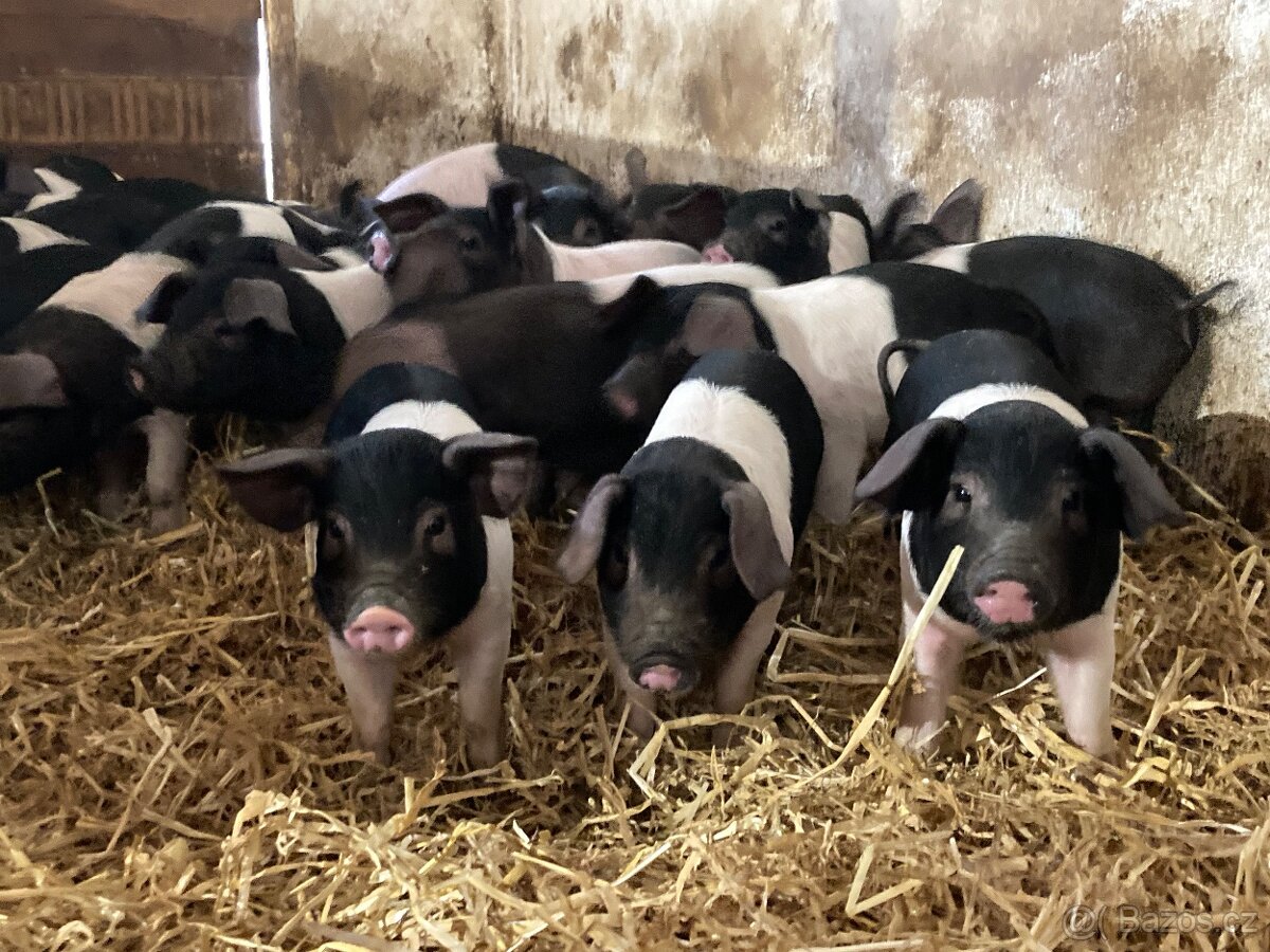 Sele selata - prase přeštické