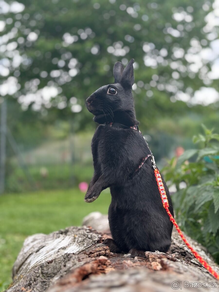 sportovní králík s pp - import Německo Valkýra