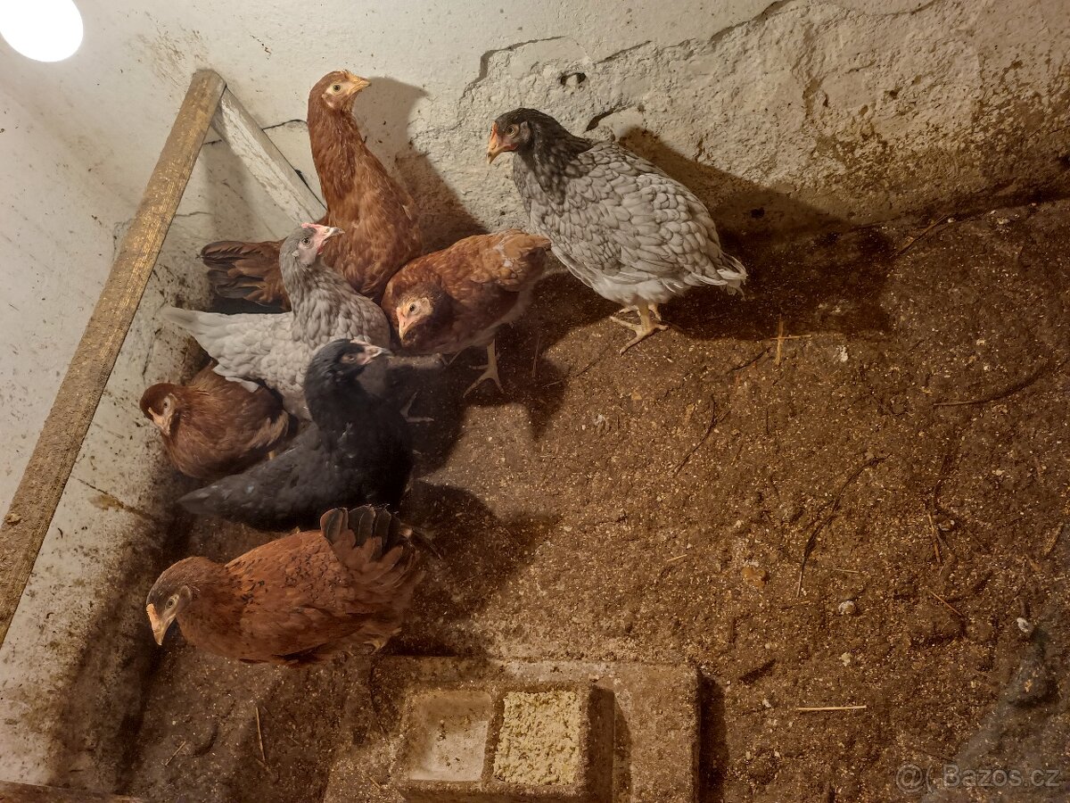Slepičky z volného chovu staří 18 týdnu