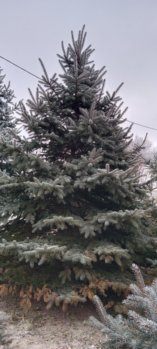 Vánoční stromeček, stromek, strom, smrk pichlavý č.2