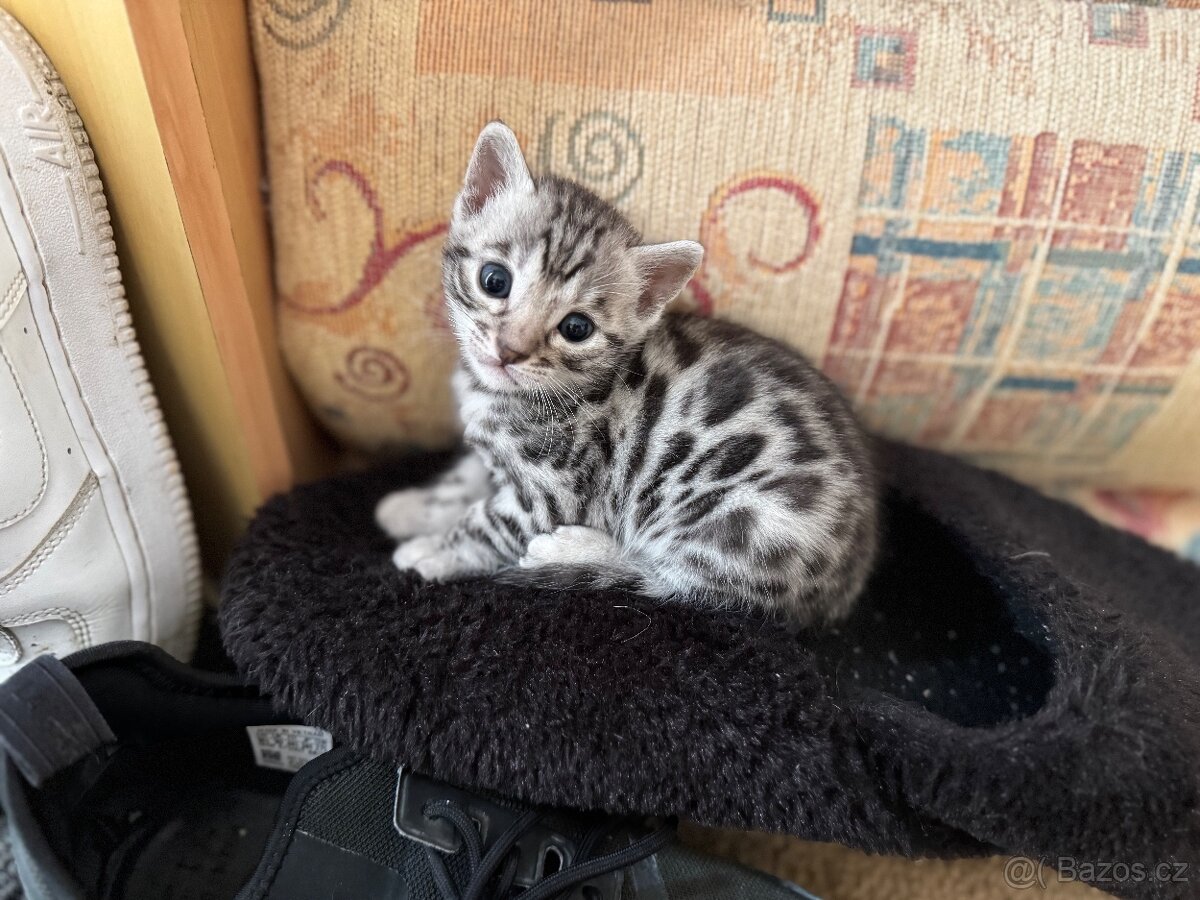 Bengálská kočka/koťata s PP