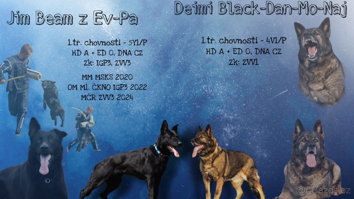 Nemecky ovcak stenata