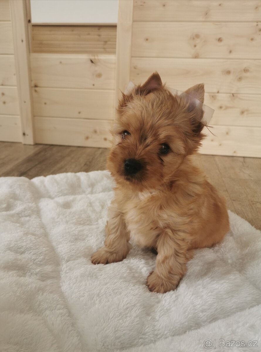Jorkšírský teriér, Golddust Yorkshire, pejsek Balu s PP