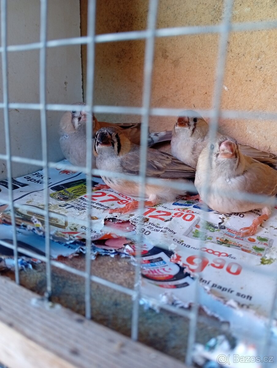 Zebricky holoubci