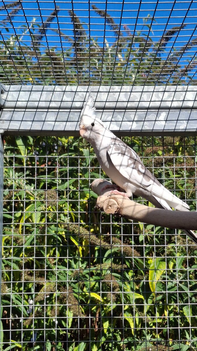 Korela bělohlavá straka samec