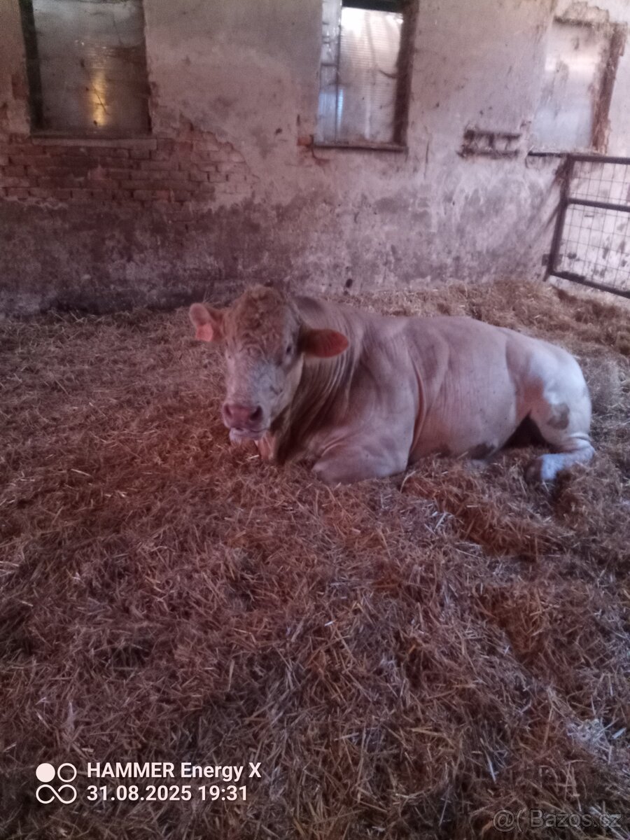 Plemený býk