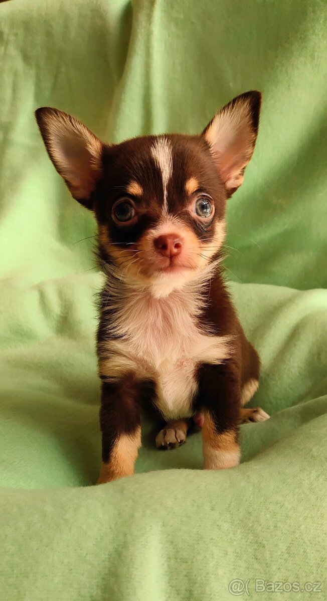 Krátkosrstá čivava