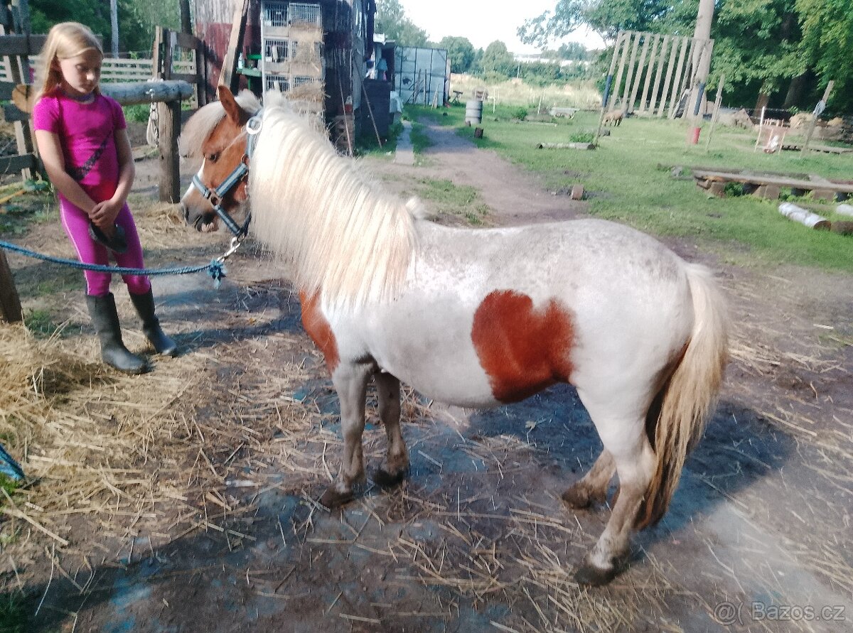 Pony klisna 13let