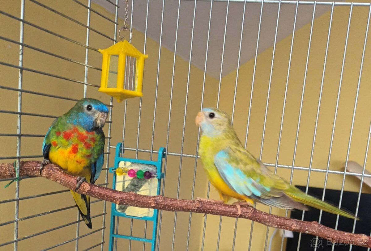 Neoféma modrohlavá