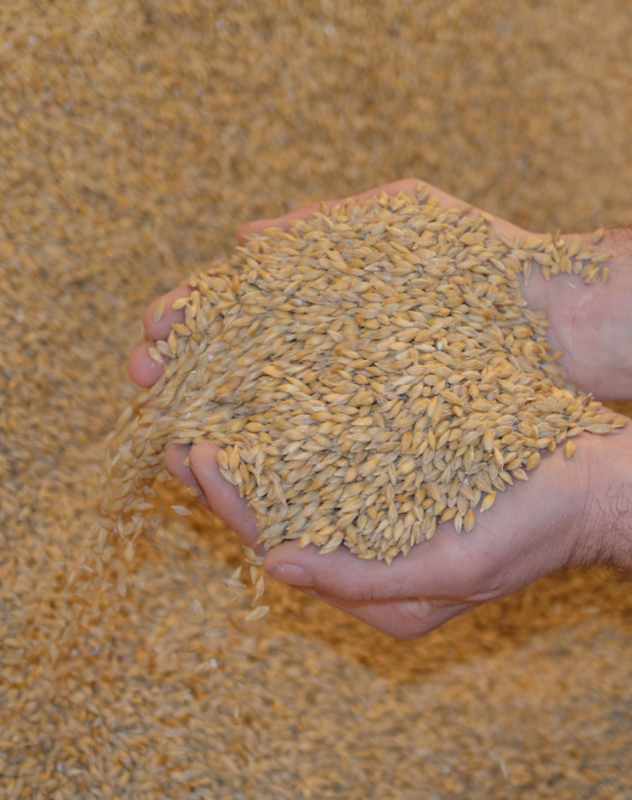 JEČMEN OZIMÝ BECKENBAUER Šestiřadý