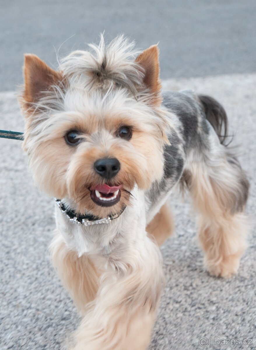 Jorkšírsky teriér, krytí Ne na prodej