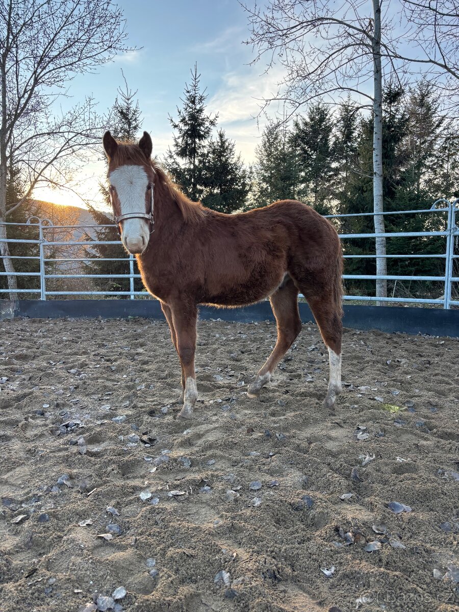 Perspektívny Žrebček