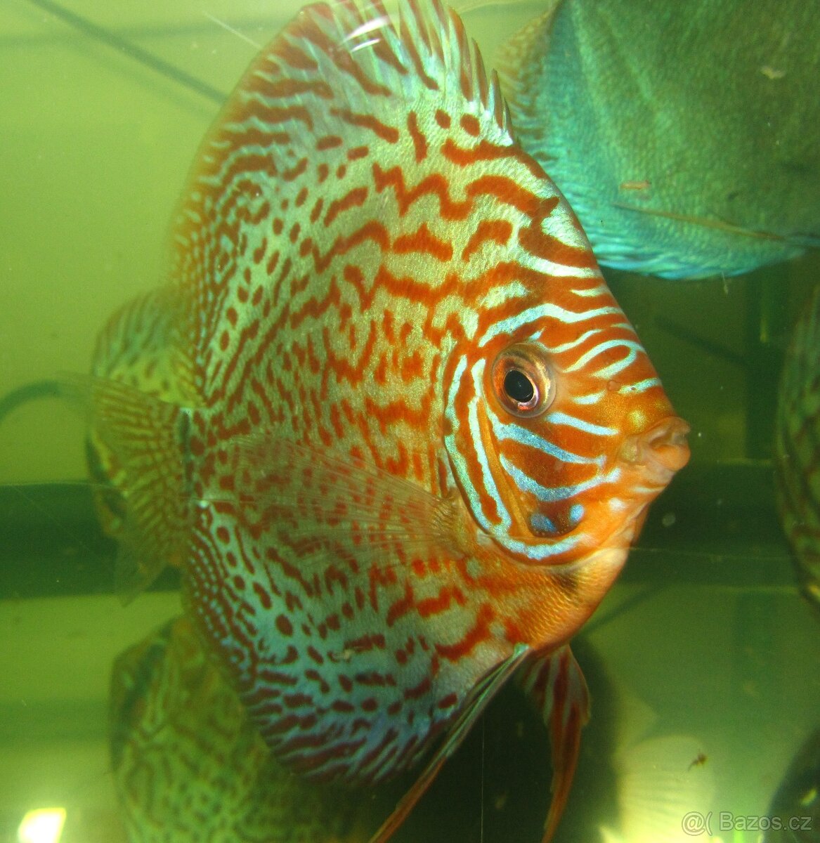 Prazi-Q-Hexamita 50ml profi léčivo terčovci skaláry