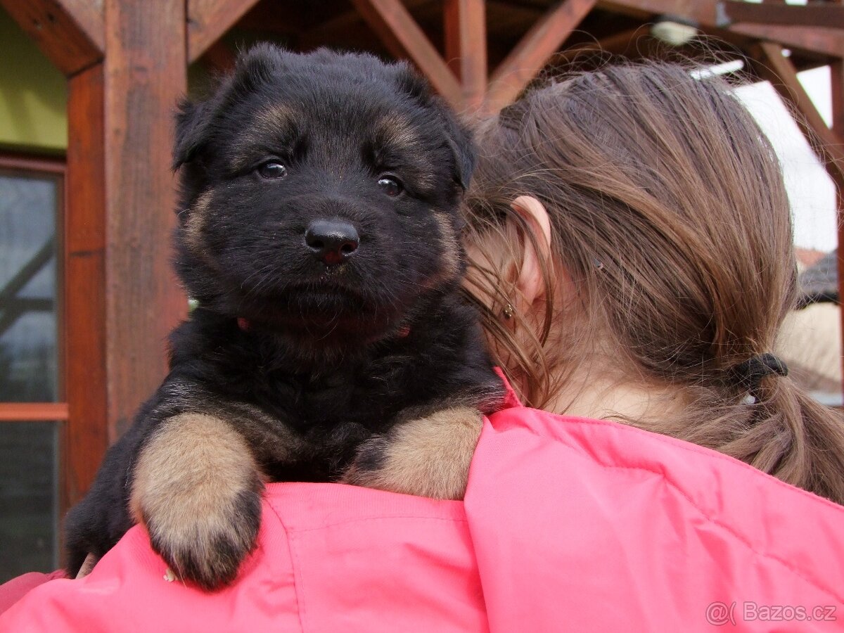 Německý ovčák štěňata - fenky