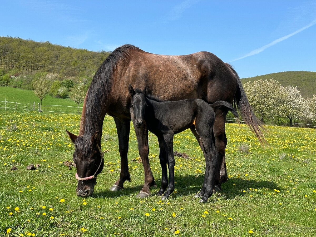 Appaloosa