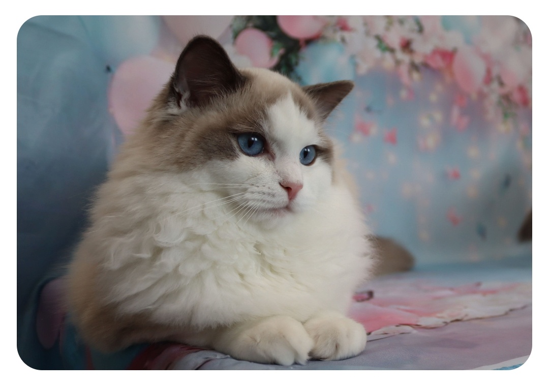 Ragdoll kočička s PP - blue bicolour