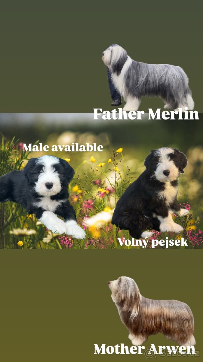 Standartní štěně s PP Bearded collie