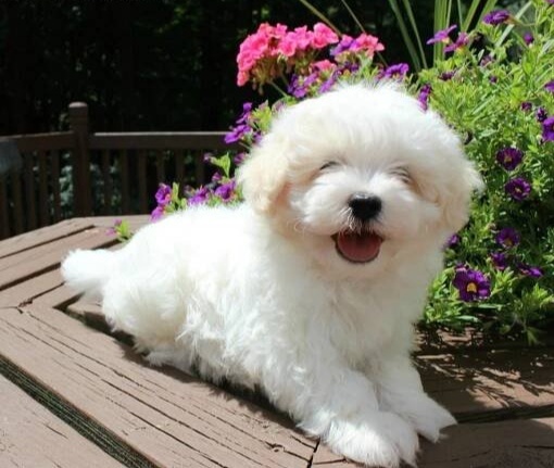 Maltipoo štěňátka