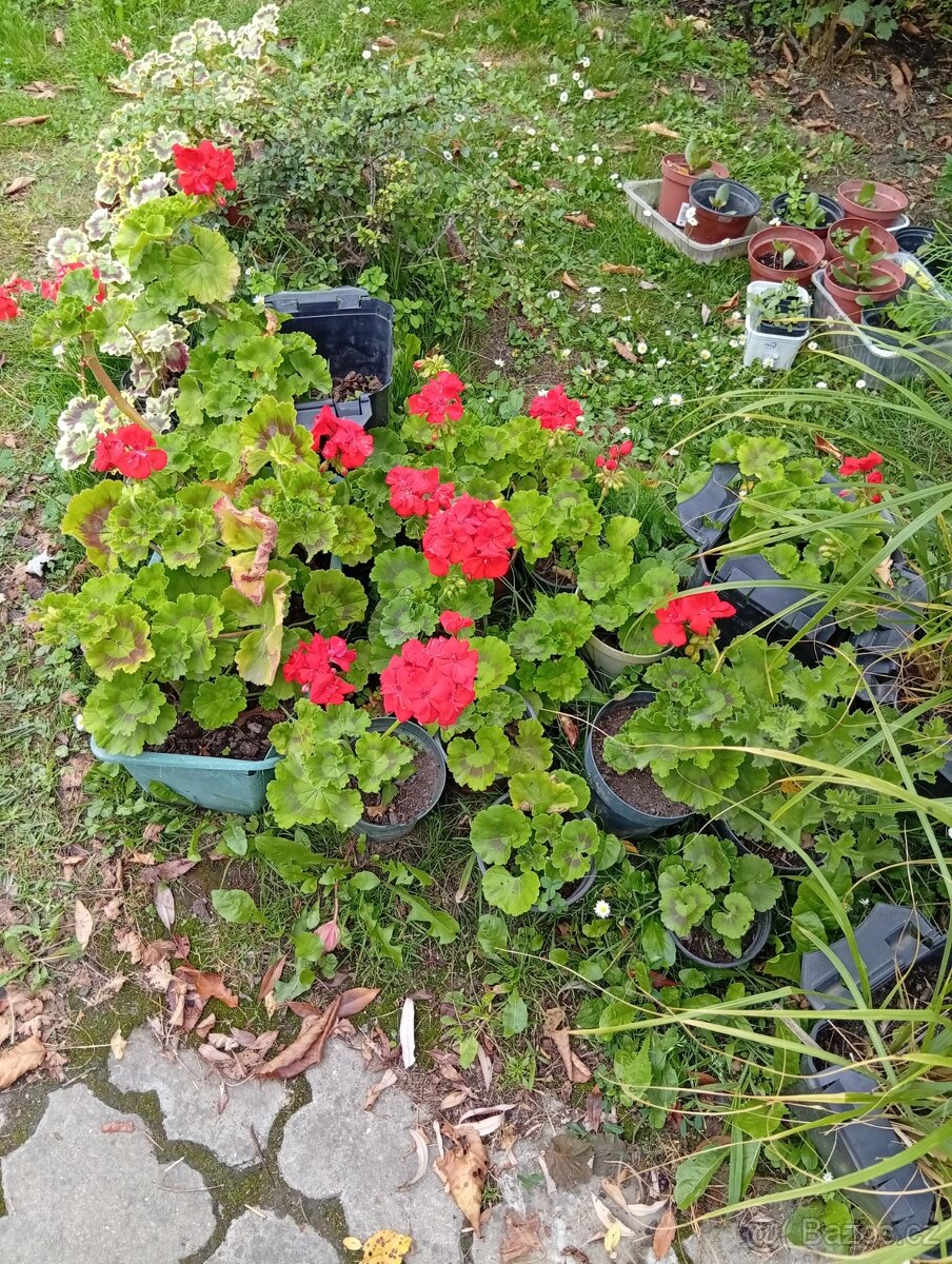 Ibišky syrské, hortenzie, kroucenou vrbu, brsleny,cypřišky.