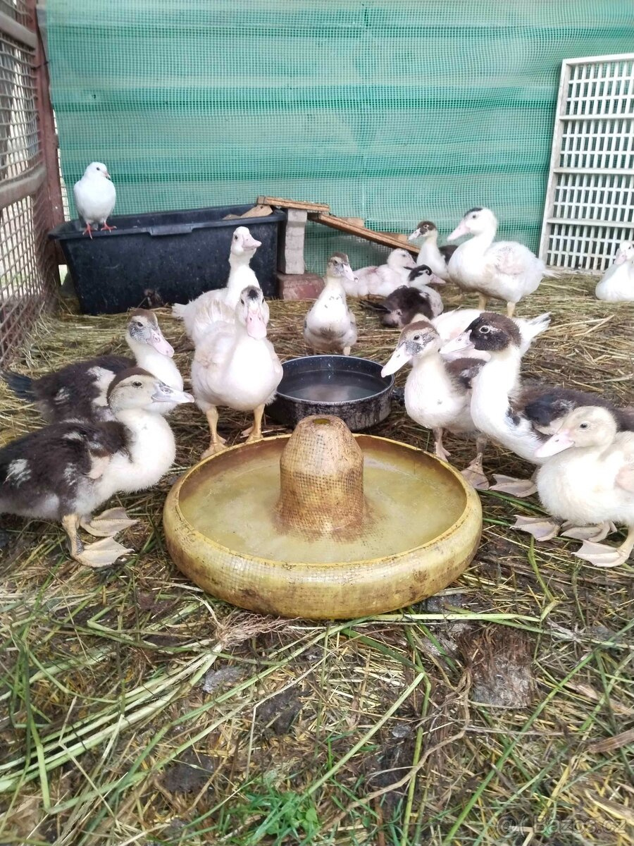 Pižmová kachna, Kachňata prodej