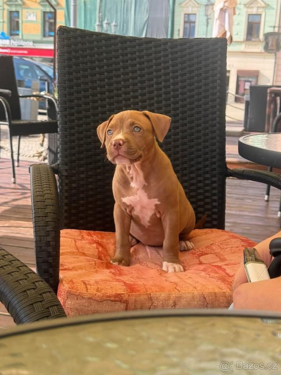 🐶Na prodej- fenečka American Bully Pocket 🐶