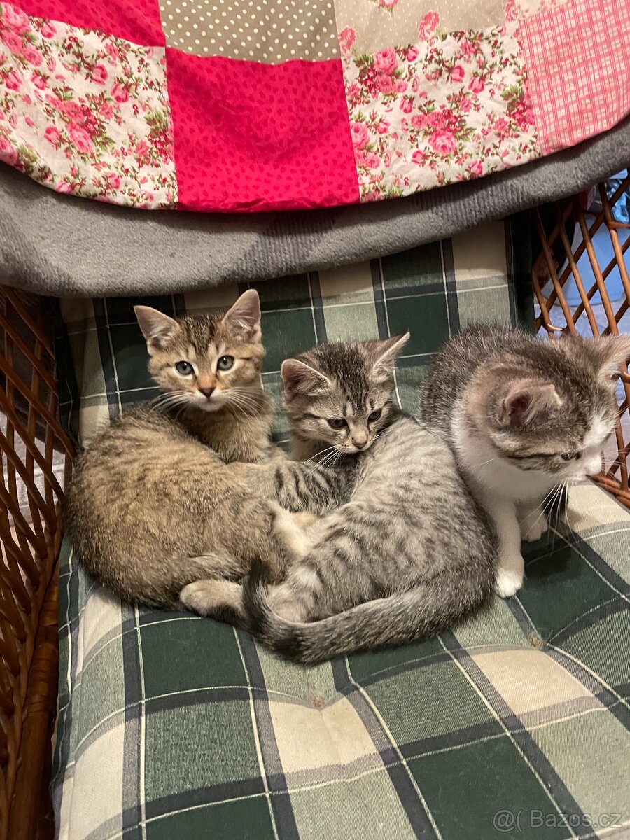 Daruji koťátka