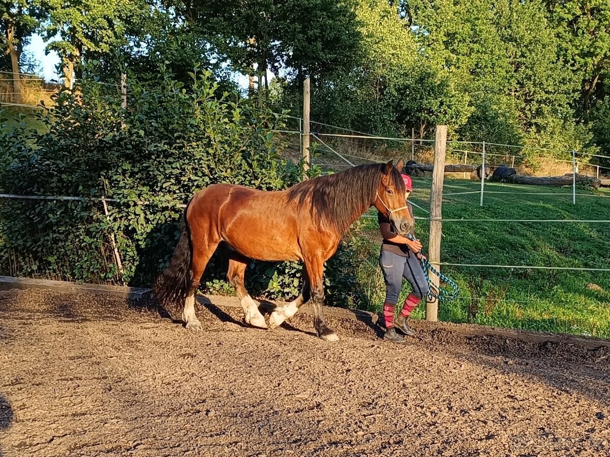 Prodám Welsh Cob D