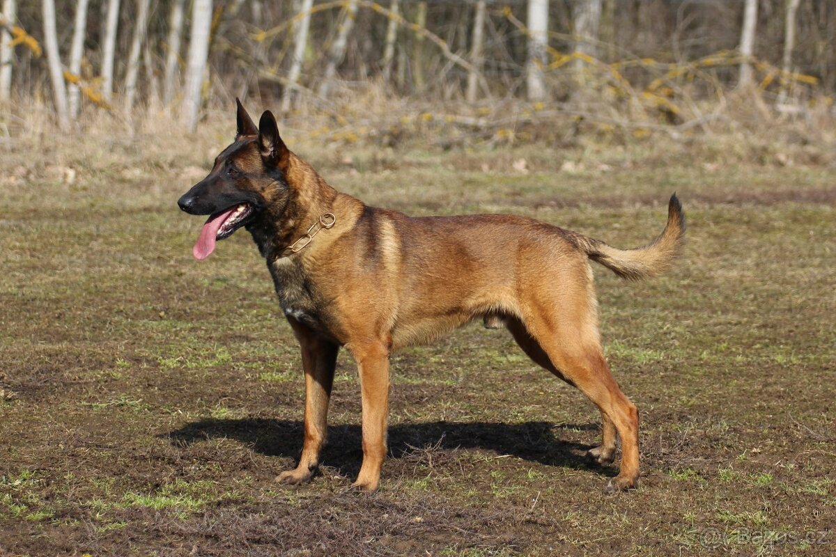 Krytí - belgický ovčák malinois