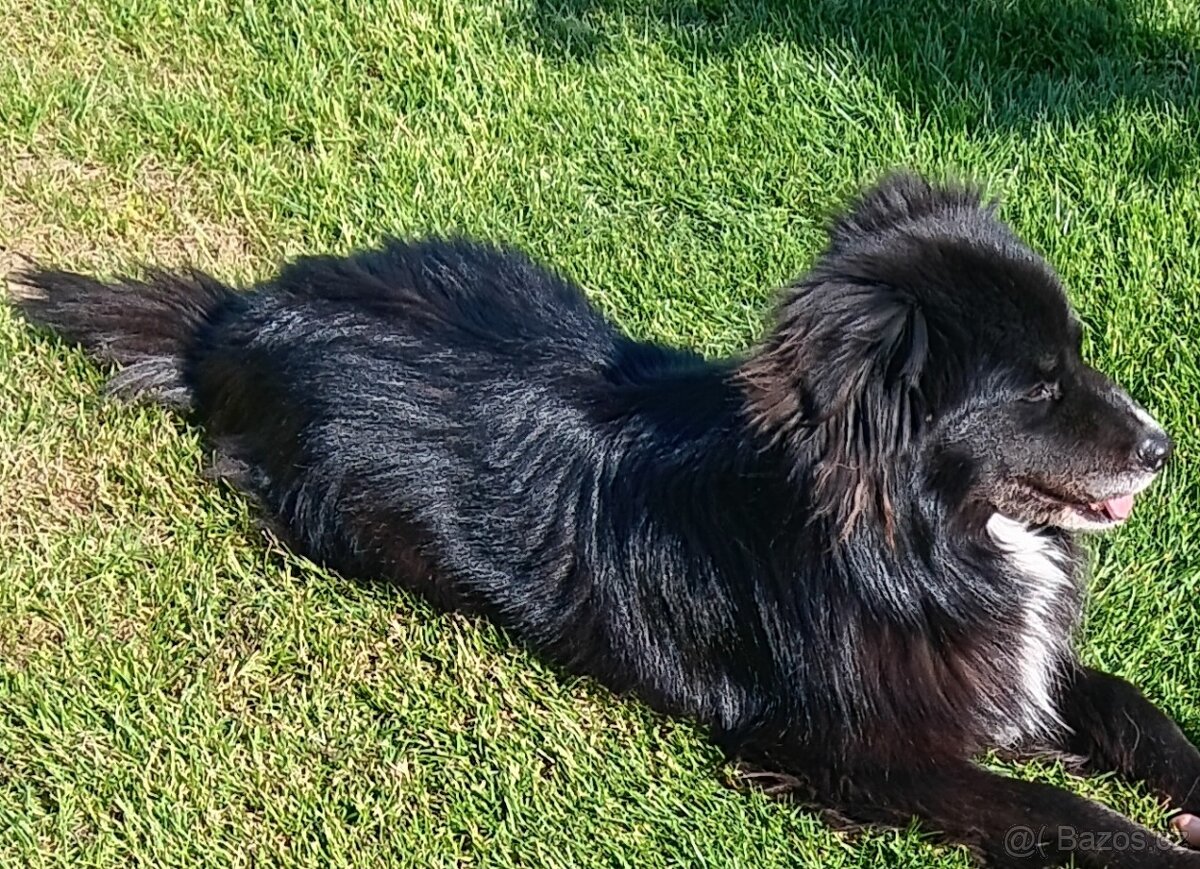 Daruji křížence border kolie