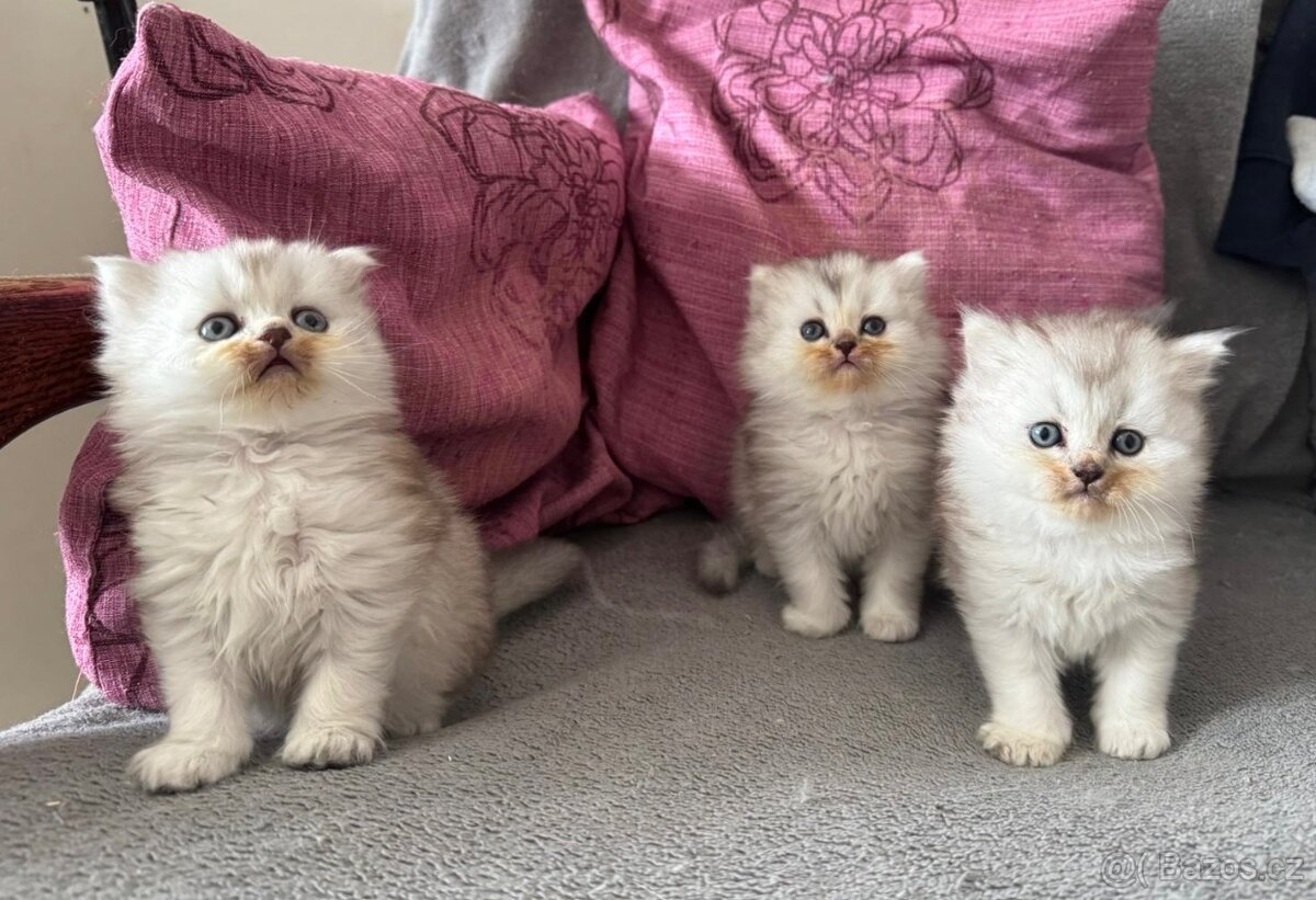 Britská koťátka