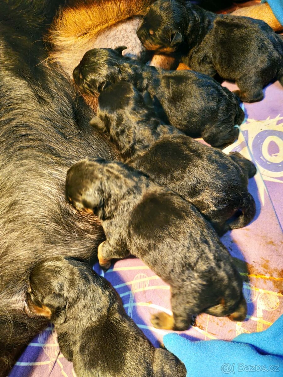 ŠTĚŇÁTA ROTTWEILER /ROTVAJLER