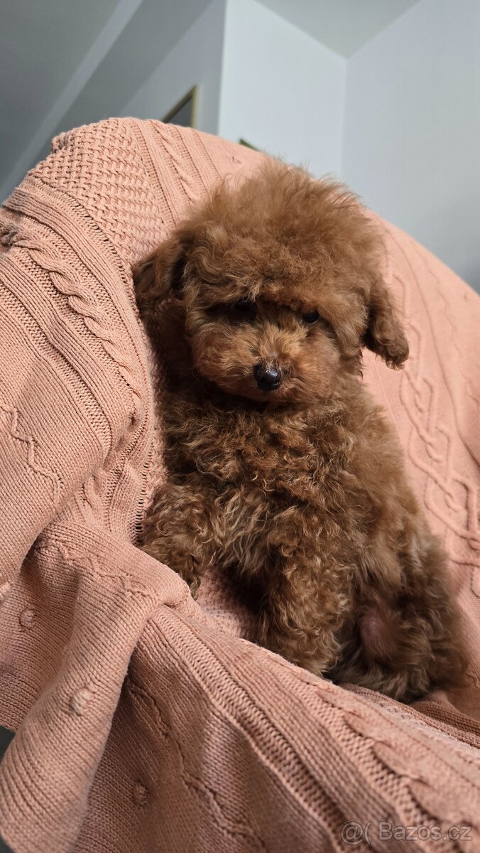 Toy pudlík teddy typ – red brown – čínská linie