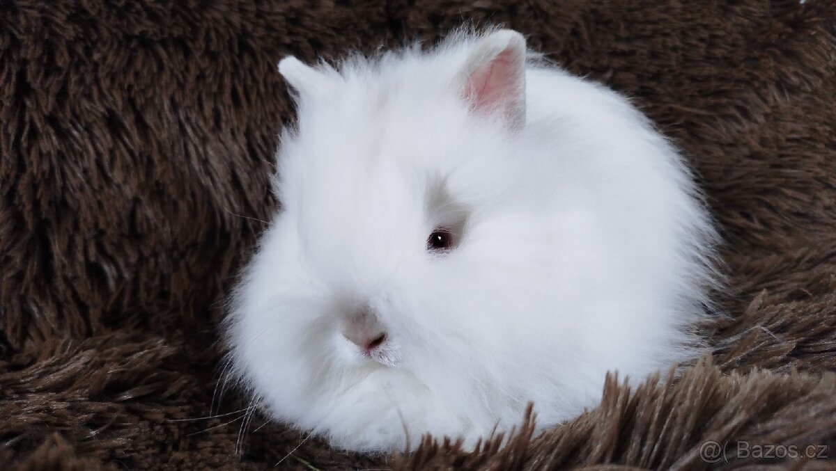 Zakrslý králík, králíček -(TEDDY)-HERBERT
