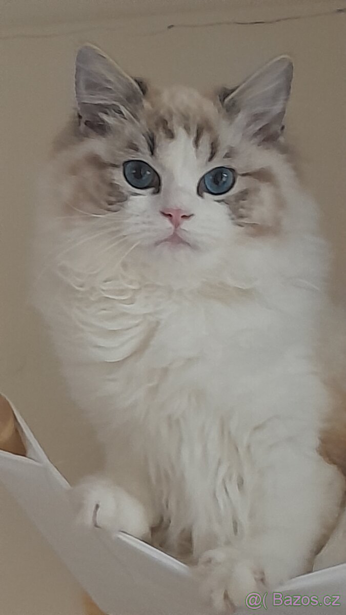 Ragdoll s pp i s testy