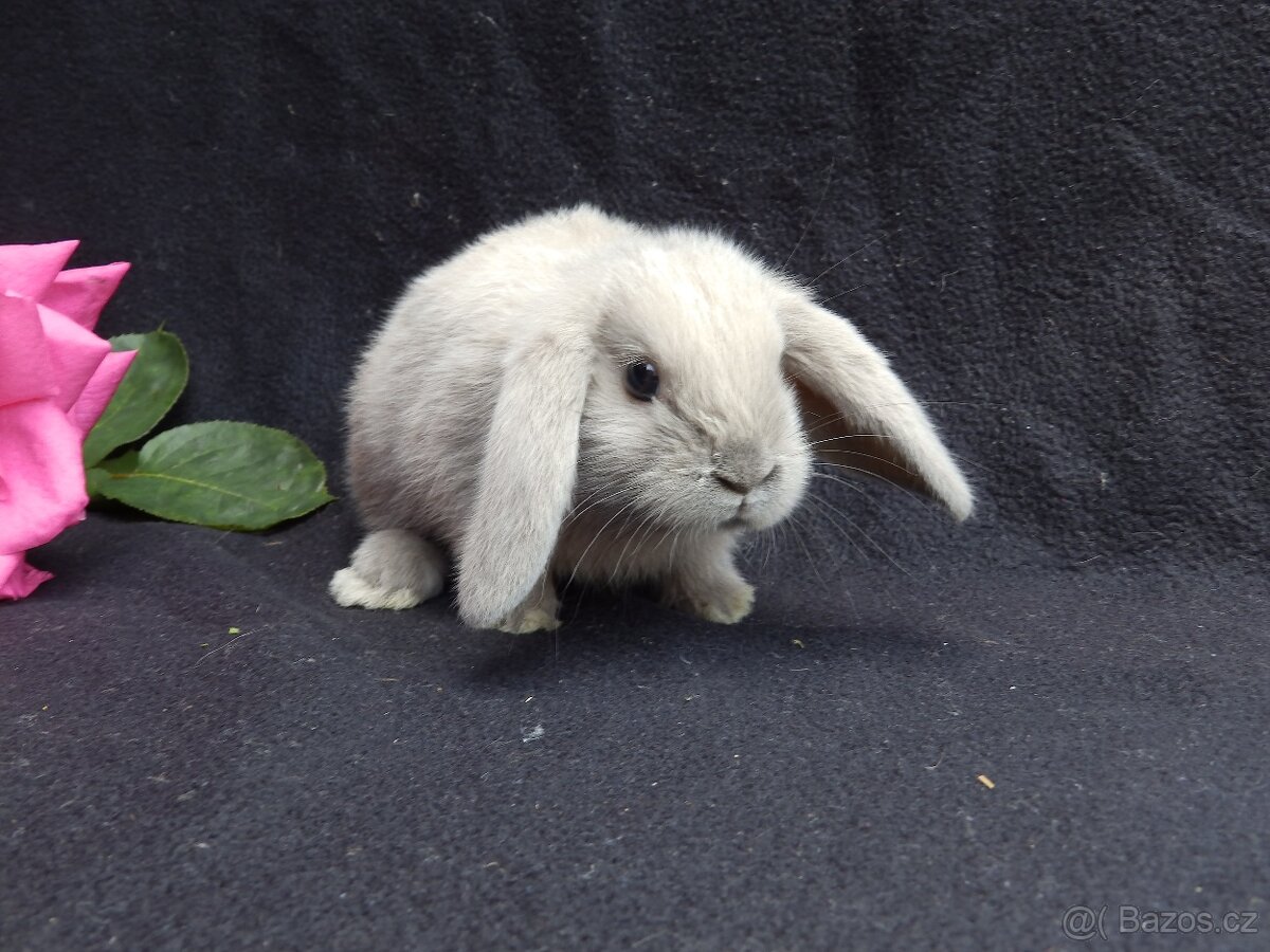 Mini samičky beránků