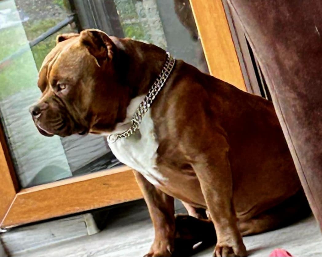 American Bully extrem s PP