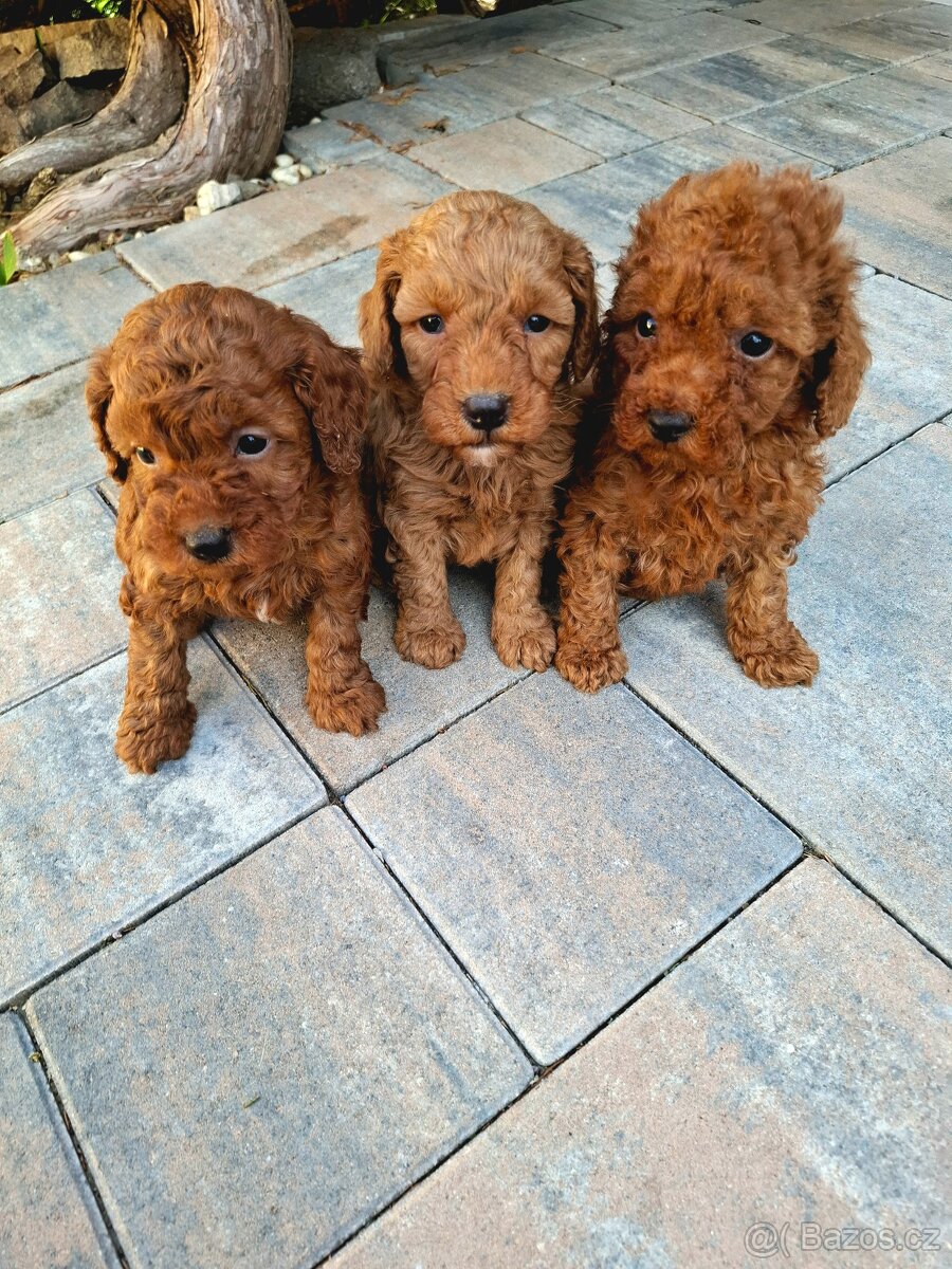 Pudel, pudlik red