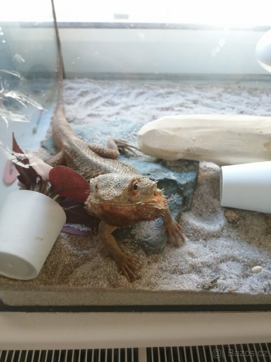 Agama