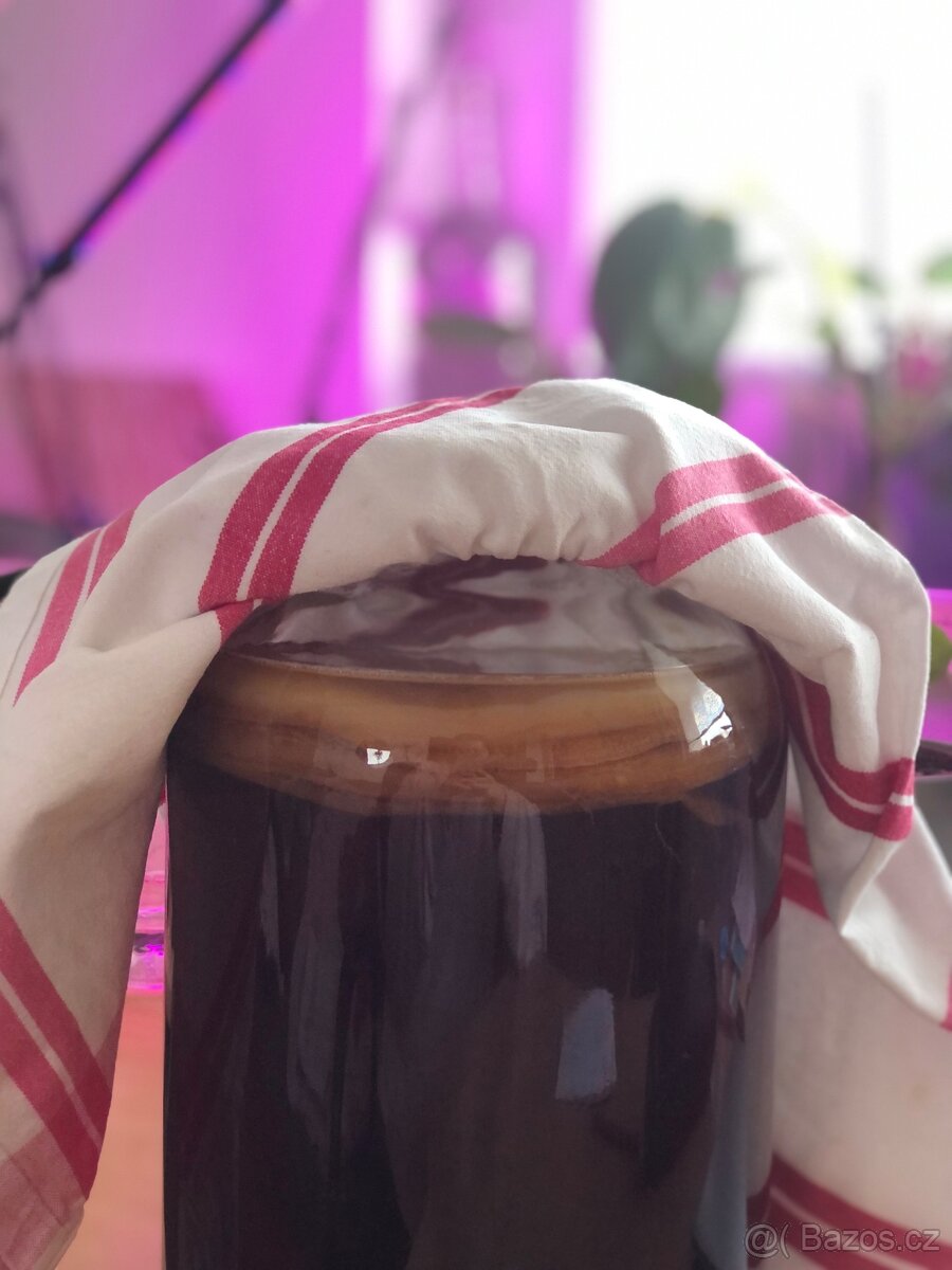 Kombucha - čajová houba