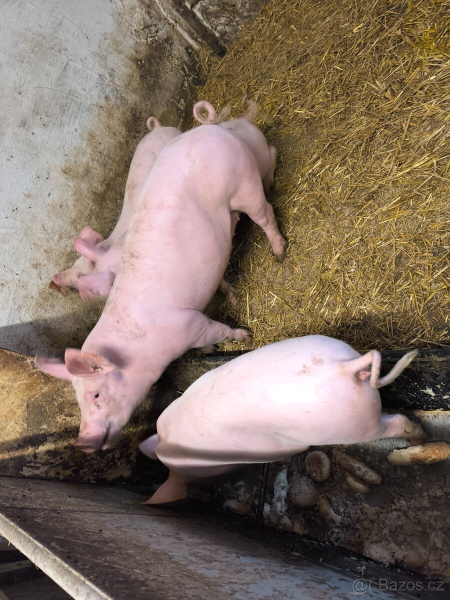 Prodám rozkrmena selata