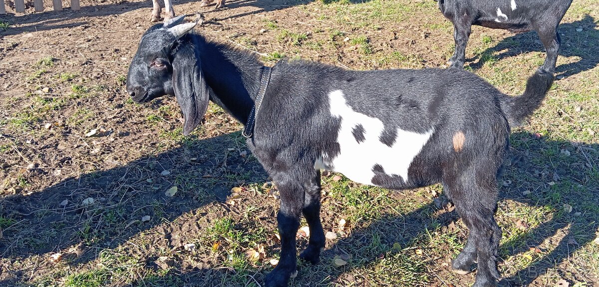 Prodám kozlíky anglonubijské kozy