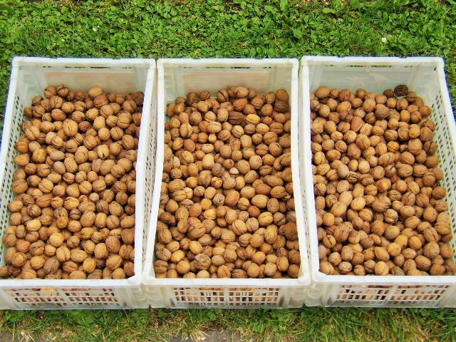 Prodáme VLAŠSKÉ OŘECHY