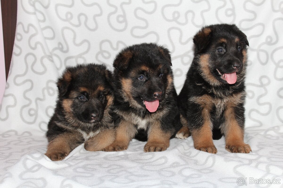 Německý ovčák štěňata