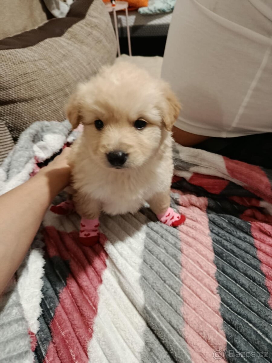 Zlatý retrívr Fenka