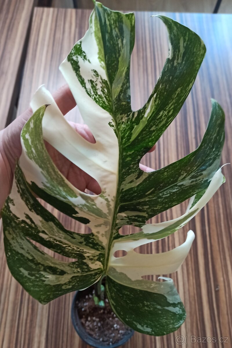 Monstera albo variegata