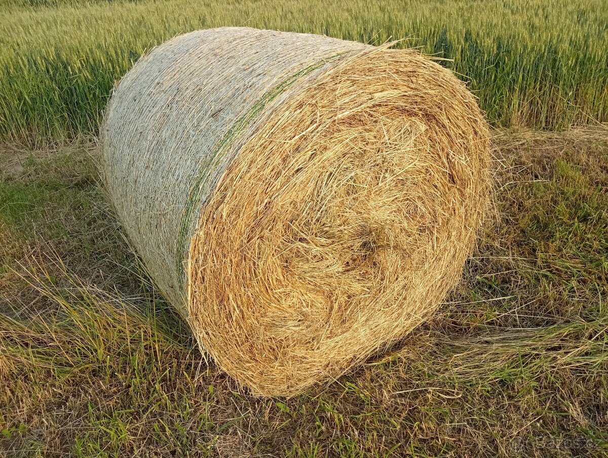 Seno 2025 120cm