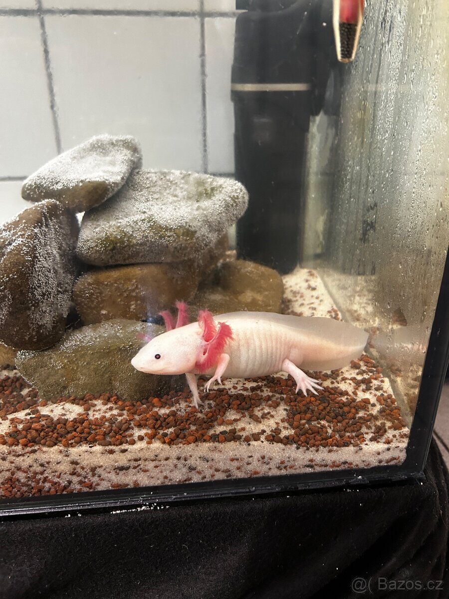 Axolotl mexický